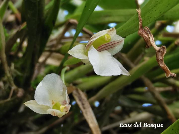 Scaphyglottis tenella