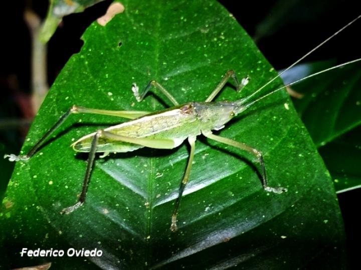 Scopiorinus impressopunctatus