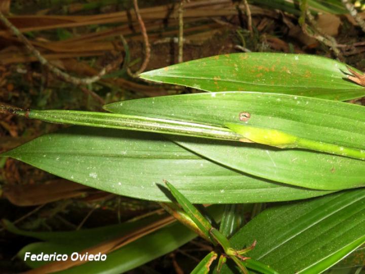 Sobralia fragrans, fruto