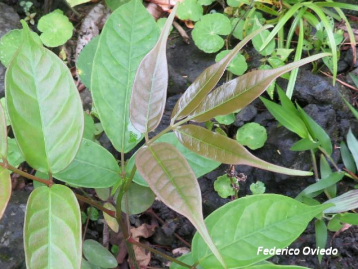 Bursera simarouba, hojas