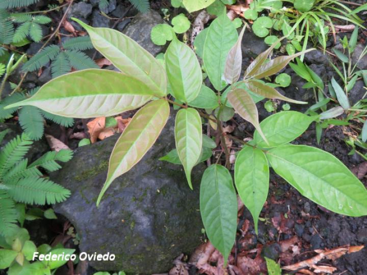 Bursera simarouba, plántula