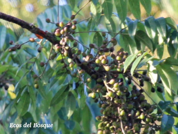 Bursera simarouba, frutos