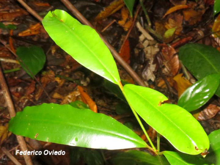Calophyllum brailiense, hojas