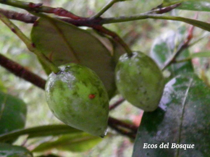 Calophyllum brailiense, frutos