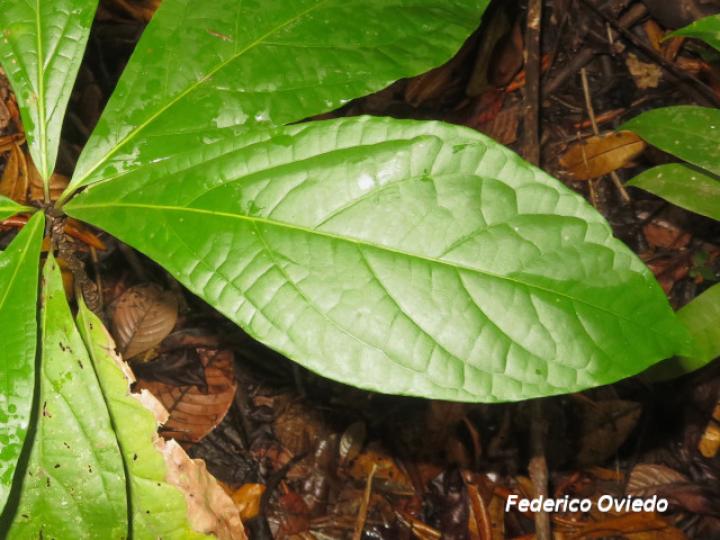 Cordia eriostigma, hoja