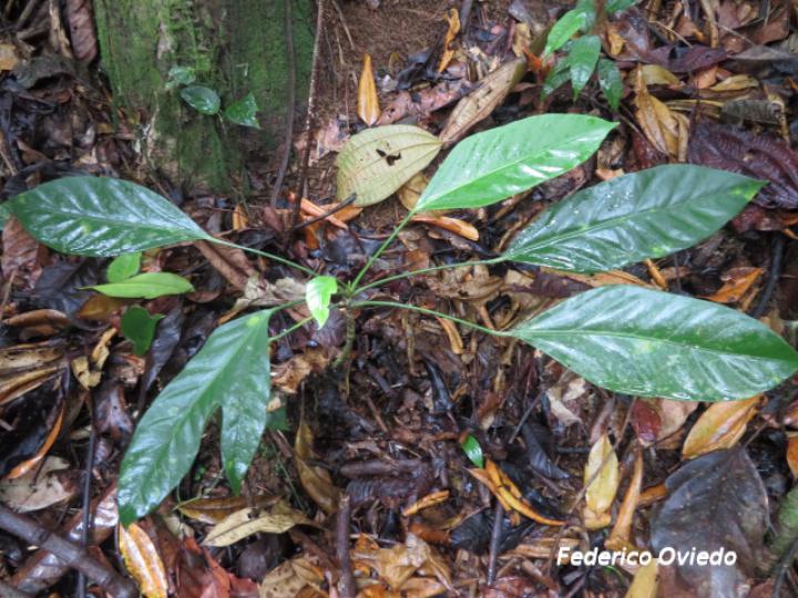 Dendropanax arboreus, plántula