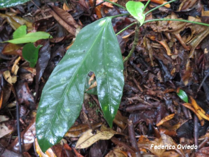 Dendropanax arboreus, hoja
