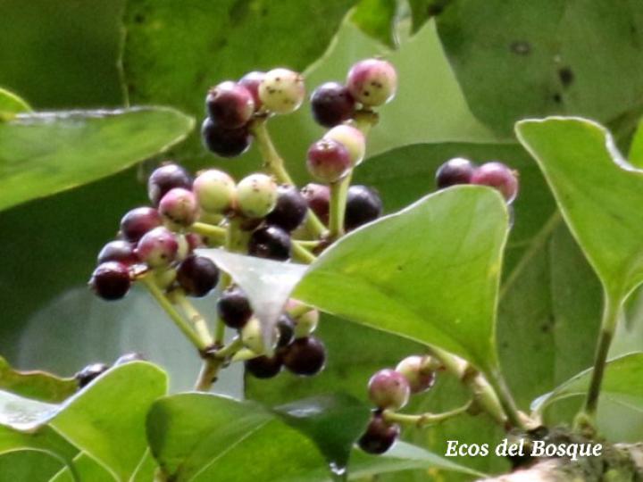 Dendropanax arboreus, frutos