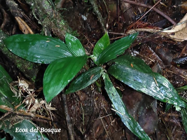 Palmorchis trilobulata