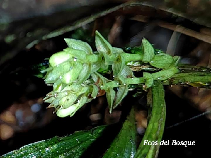 Palmorchis trilobulata