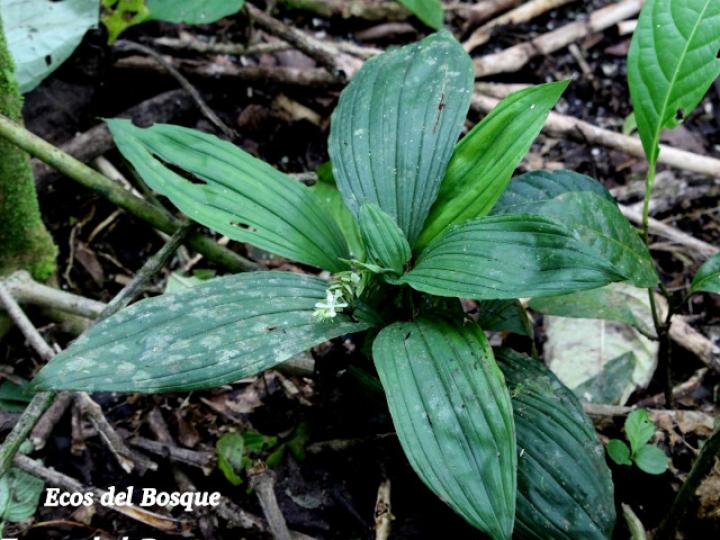 Palmorchis trilobulata