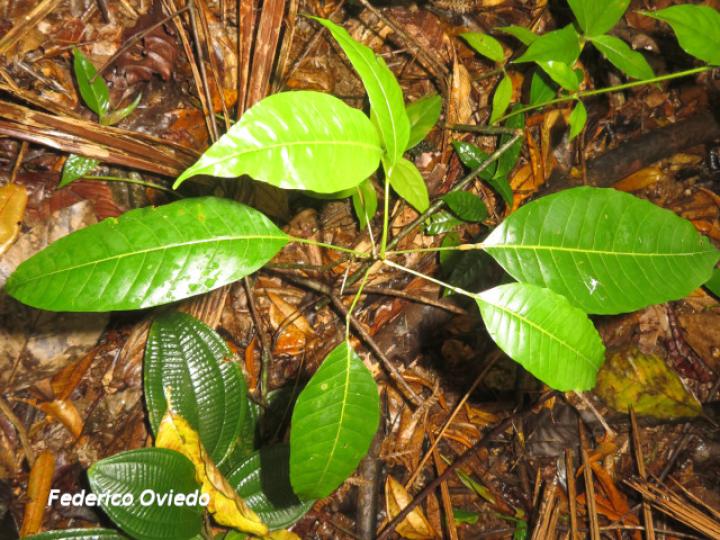 Protium glabrum, plántula
