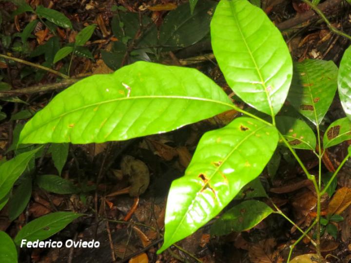 Protium glabrum, hojas