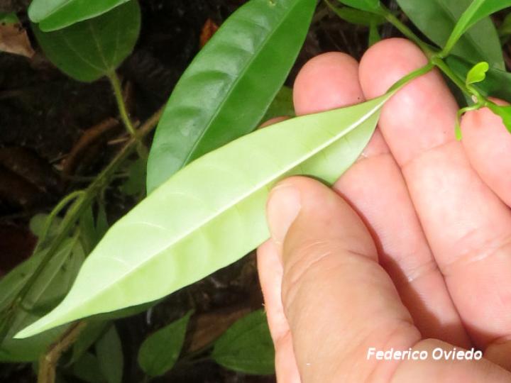 Rauvolfia aphlebia, envés hoja