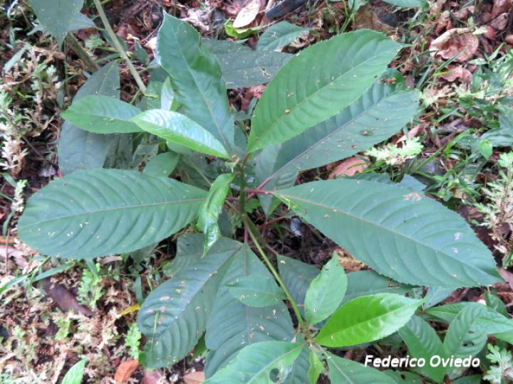 Saurauia yaicae, plántula