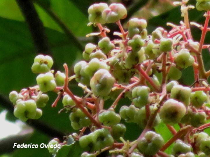 Saurauia yaicae, Frutos
