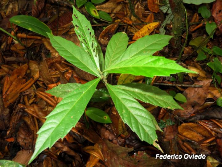 Varronia dichotoma, plántula