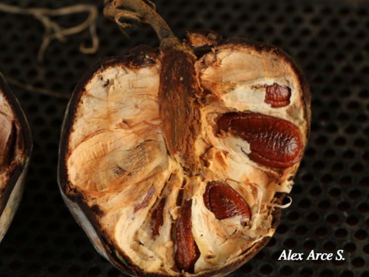 Annona pittieri (Anona de montaña)