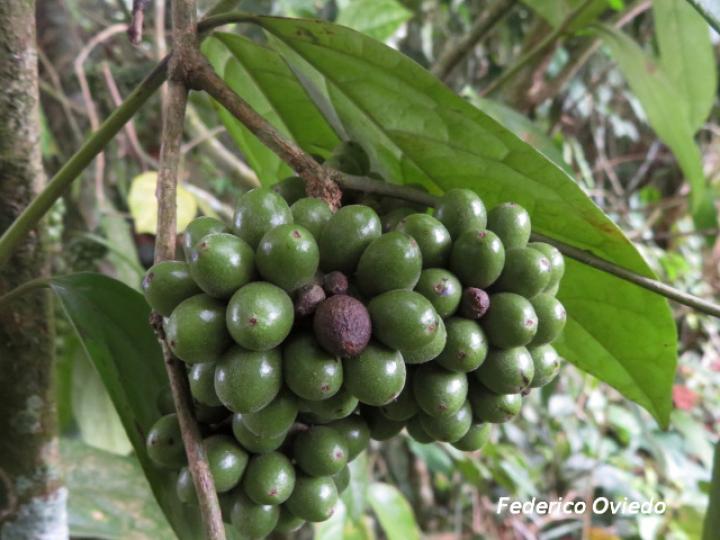 Mollinedia costaricensis (Limoncillo)