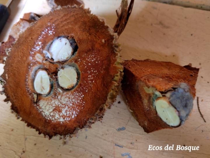 Pouteria torta (Níspero mamoncillo)