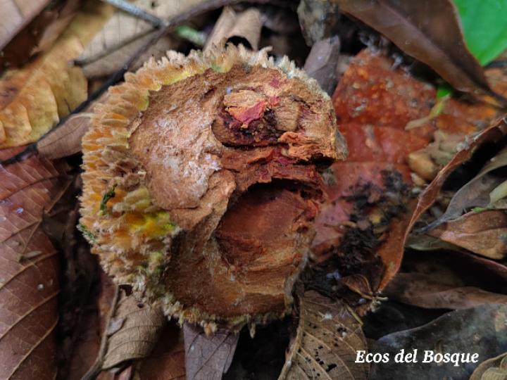Pouteria torta (Níspero mamoncillo)
