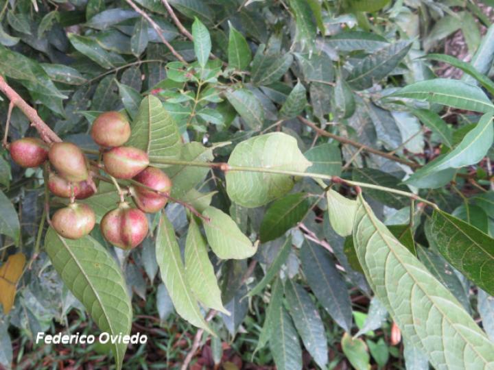 Protium confusum (Canfinillo)