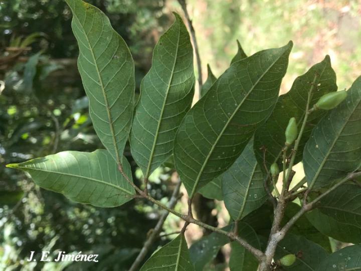 Protium glabrum (Alcanfor, canfinillo, copal)