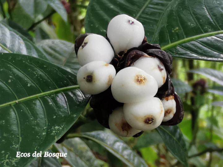 Psychotria glomerulata