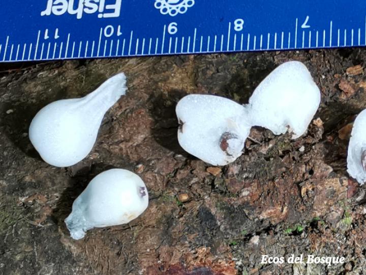 Psychotria glomerulata