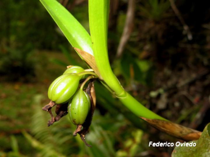 Scaphyglottis imbricata