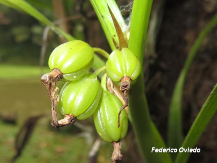 Scaphyglottis imbricata