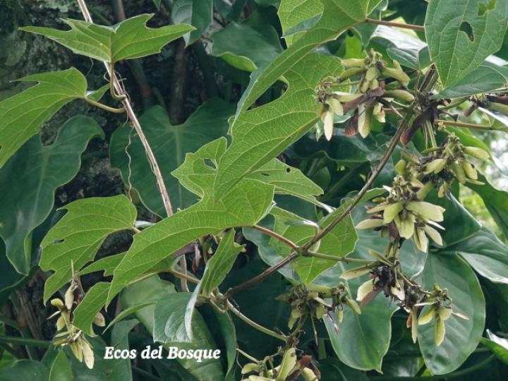 Stigmaphyllon lindenianum