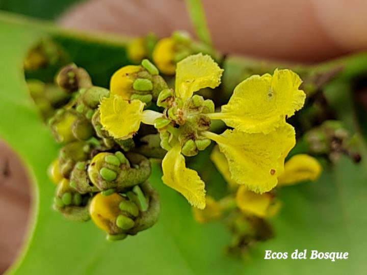 Stigmaphyllon lindenianum