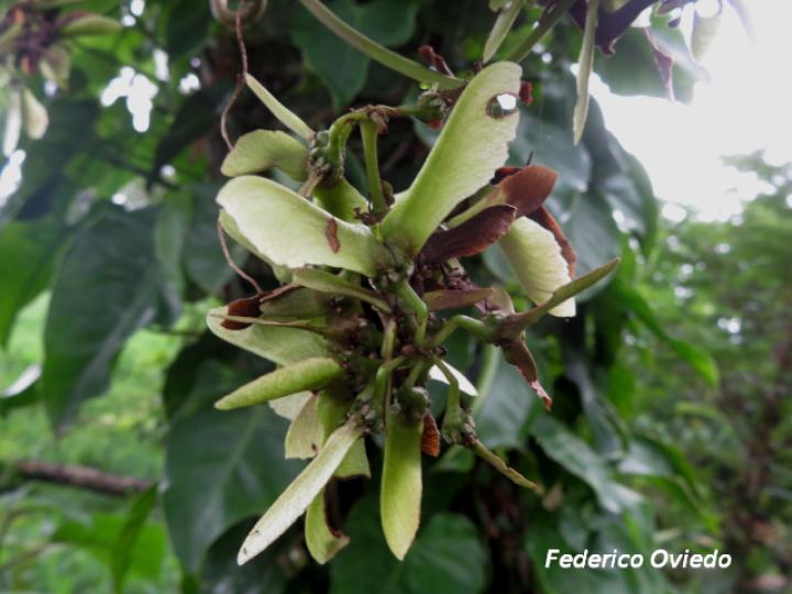 Stigmaphyllon lindenianum