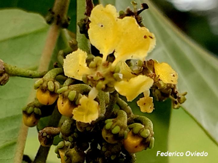 Stigmaphyllon lindenianum