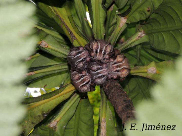 Uroderma bilobatum (Tiendero de Peters)