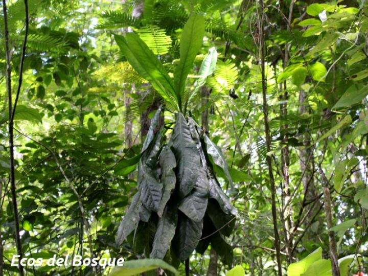 Uroderma bilobatum (Tiendero de Peters)