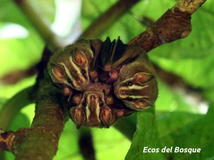 Uroderma bilobatum (Tiendero de Peters)