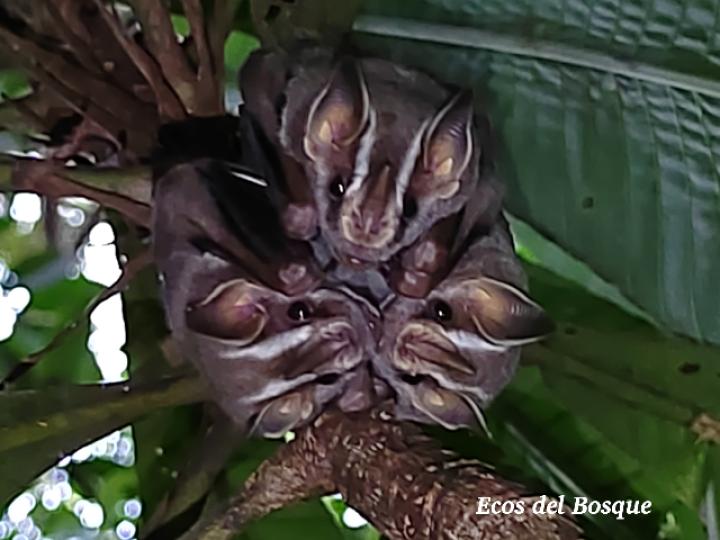 Uroderma bilobatum (Tiendero de Peters)