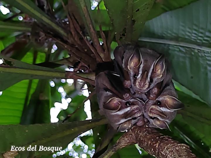 Uroderma bilobatum (Tiendero de Peters)