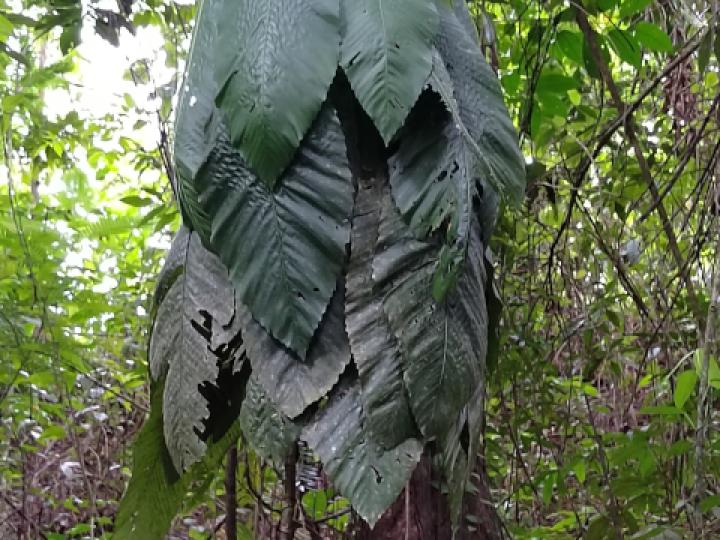 Uroderma bilobatum (Tiendero de Peters)