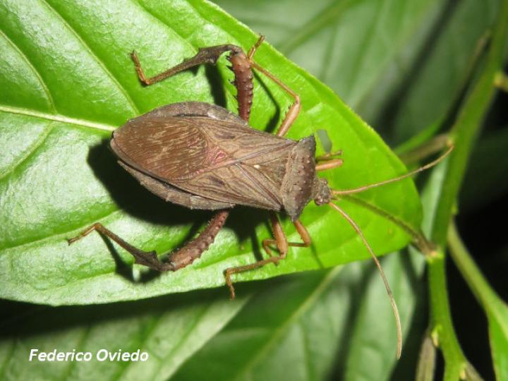 Acanthocephala bicoloripes