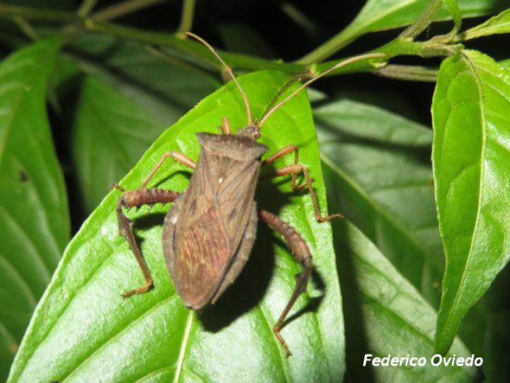 Acanthocephala bicoloripes
