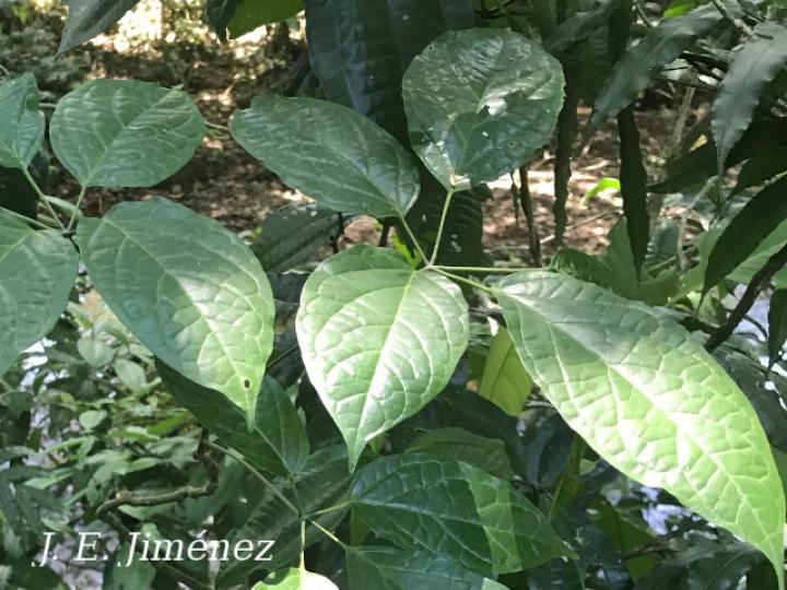 Anemopaegma orbiculatum