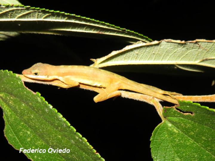 Anolis limifrons (Abaniquillo centroameri