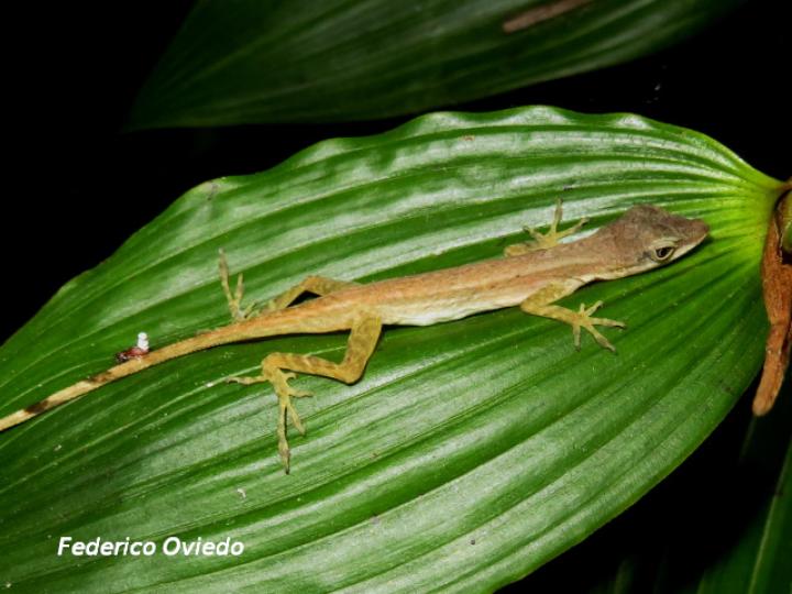 Anolis limifrons (Abaniquillo centroameri
