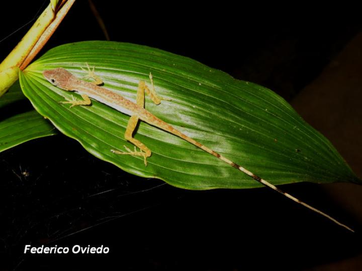 Anolis limifrons (Abaniquillo centroameri