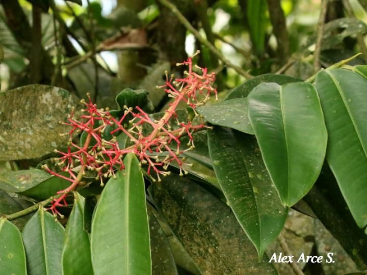 Ardisia standleyana