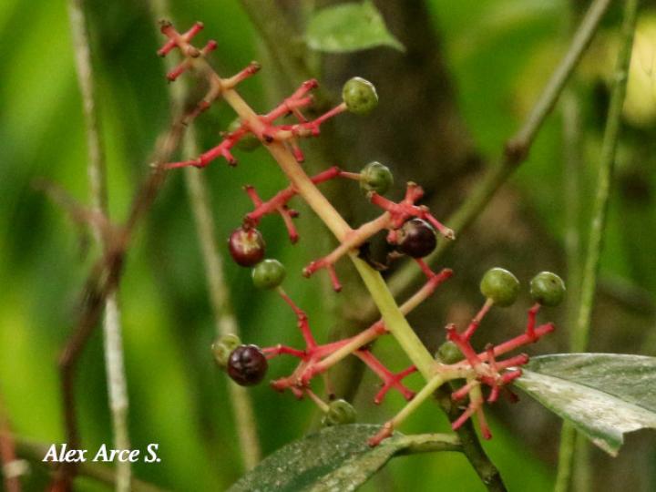 Ardisia standleyana