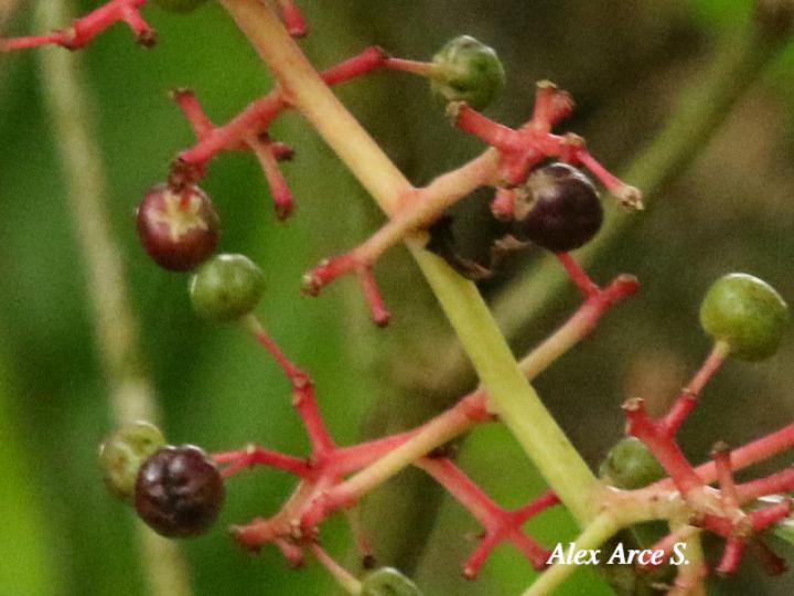 Ardisia standleyana